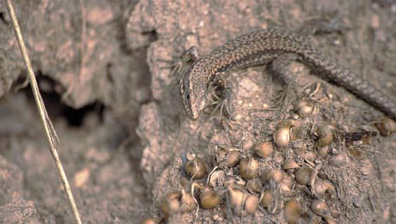 Muurhagedis op aarden wal nabij Niedermorschwihr, oktober 2005 (1992) zag in Andorra grote aantallen muurhagedissen (de auteur was niet zeker of het om Podarcis muralis of Podarcis hispanica ging),