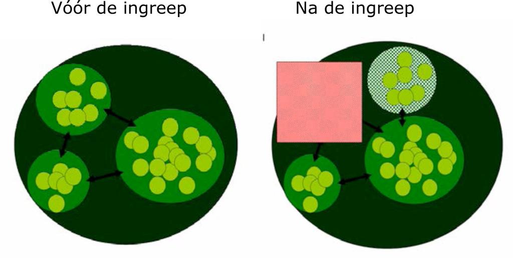 Figuur 14: Na de ingreep (rood gearceerd) hebben alle exemplaren die zich ter plekke van de ingreep bevonden, een plek Figuur 16: Poel aangelegd op aangrenzend perceel.