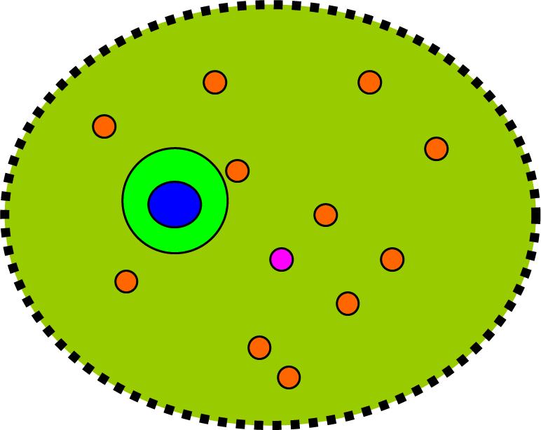 Figuur 5: Functionele leefomgeving (groen) behorende bij de verblijfplaatsen van een rugstreeppad. Hierbinnen bevinden zich meerdere zomerverblijfplaatsen (oranje).