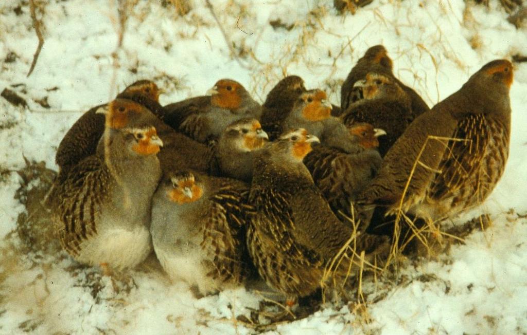 VRAAG 40 Een klucht van deze vogels blijft bij