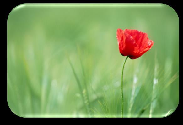 Wapenstilstand Ter gelegenheid van de herdenking van Wapenstilstand wordt er door het Gemeentebestuur van Kluisbergen traditiegetrouw een herdenkingsplechtigheid gehouden.