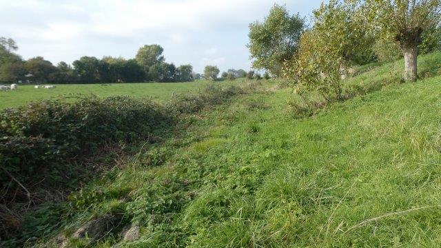 Vegetatie: Ruige vegetatie met veel gras en fluitenkruid.