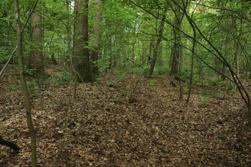 wijst op ophoging. Bij een viertal grondboringen door de schrijver werd dit vermoeden bevestigd.