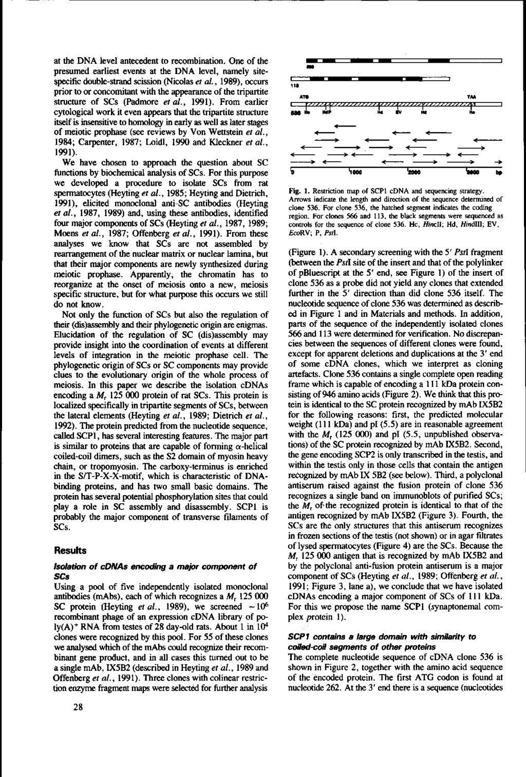 at the DNA level antecedent to recombination. One of the presumed earliest events at the DNA level, namely sitespecific double-strand scission (Nicolas et al.