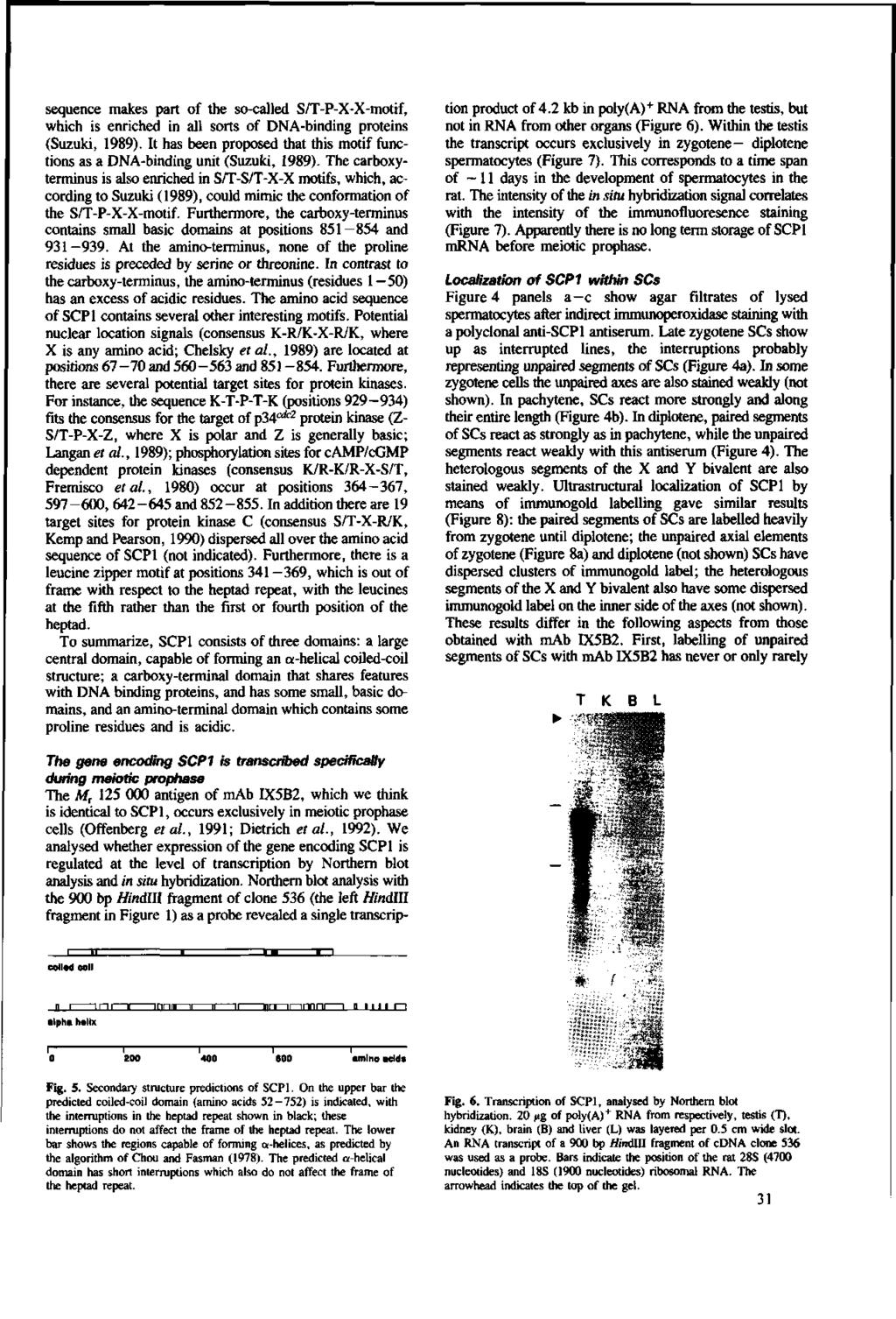 sequence makes part of the so-called S/T-P-X-X-motif, which is enriched in all sorts of DNA-binding proteins (Suzuki, 1989).