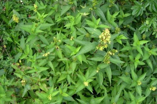 Diervilla sessilifolia 'utterfly' nederl.