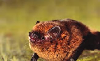 100 ha bos- en natuurgebied aanwezig.