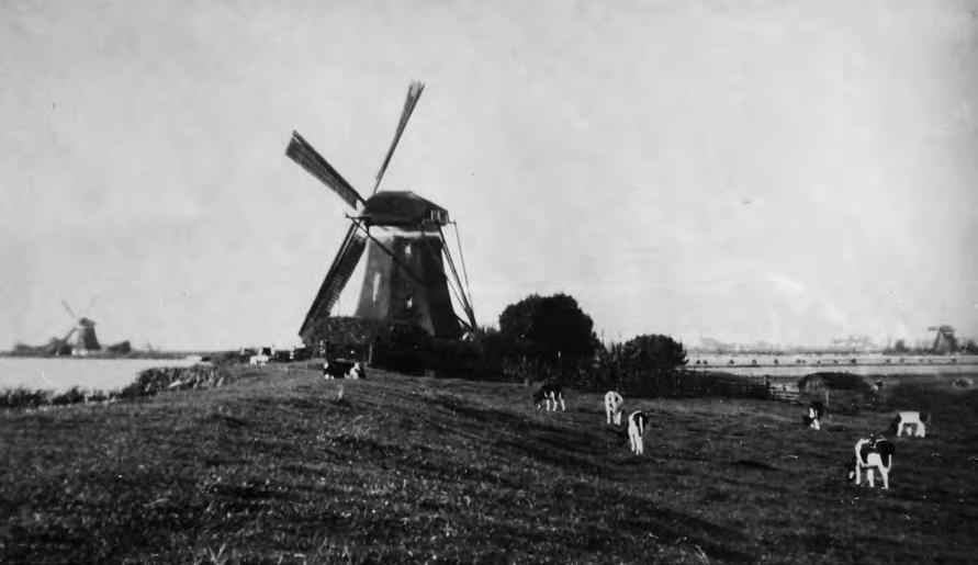 24 Koeien op de dijk bij een molen te Zevenhuizen. Voorbeelden van molens met een goede visplaats zijn de Hoekmolen in Hei- en Boeicop, Molen 1 te Aarlanderveen en de Westermolen te Langerak.