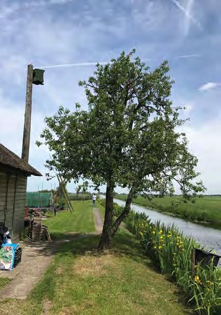 Natuurlijke oevers Als de poldermolen maalt komt er bij de inen uitlaat veel kracht op de oevers te staan. Hier is een stevige damwand nodig. Dat is altijd zo geweest.