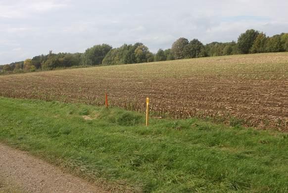 Ten noorden van de Breede weg is agrarisch land waarop maïs wordt verbouwd. Het schema ligt aan de rand van het maïsperceel in een grasstrook (zie figuur 3.15.).