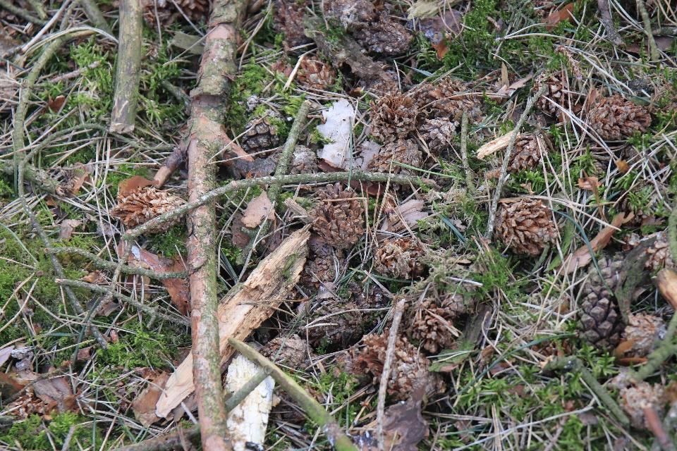 Foto 3: afgekloven dennenappels verraden de aanwezigheid van eekhoorns terplekke Er zijn verder geen andere sporen en/of indicaties aangetroffen in het bosperceel die duiden op de aanwezigheid van