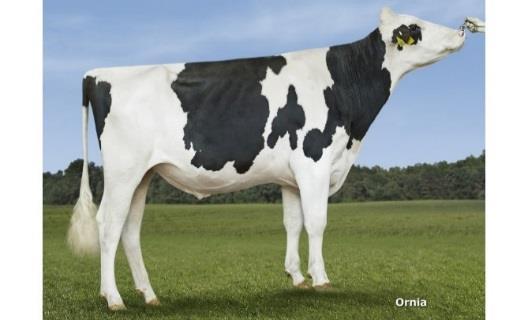 Douglas Doorman x Dempsey x Bolton Douglas m: Barnkamper Marilyn 390 Douglas is de 10 e stier voor de gezamenlijke jonge stierinzet door de leden van de Fokkersclub.