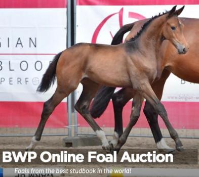 Oktober: De tweede editie van de BWP online foal auction is opgedeeld in twee veilingweekends: van 28 september tot en met 1 oktober en van 5 oktober tot en met 8 oktober.