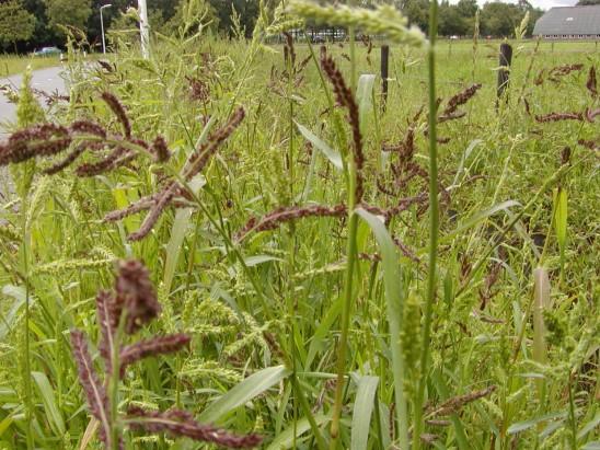 Voor de vogels: Hanepoot (Echinochloa crus-galli) Mijn meest favoriete onkruidzaad voor de vogels is de hanepoot. Dit is een gierstachtige grassoort.