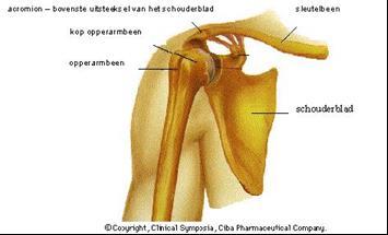 Bij een instabiel schoudergewricht beweegt de kop van de bovenarm tijdens het bewegen niet goed in het midden van de kom (glenoid).
