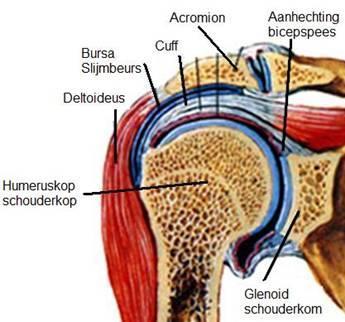 Rotator cuff ruptuur of gescheurde pees Binnenkort wordt u geopereerd aan uw schouder. Deze folder geeft u informatie over de opname, de operatie en de nabehandeling.