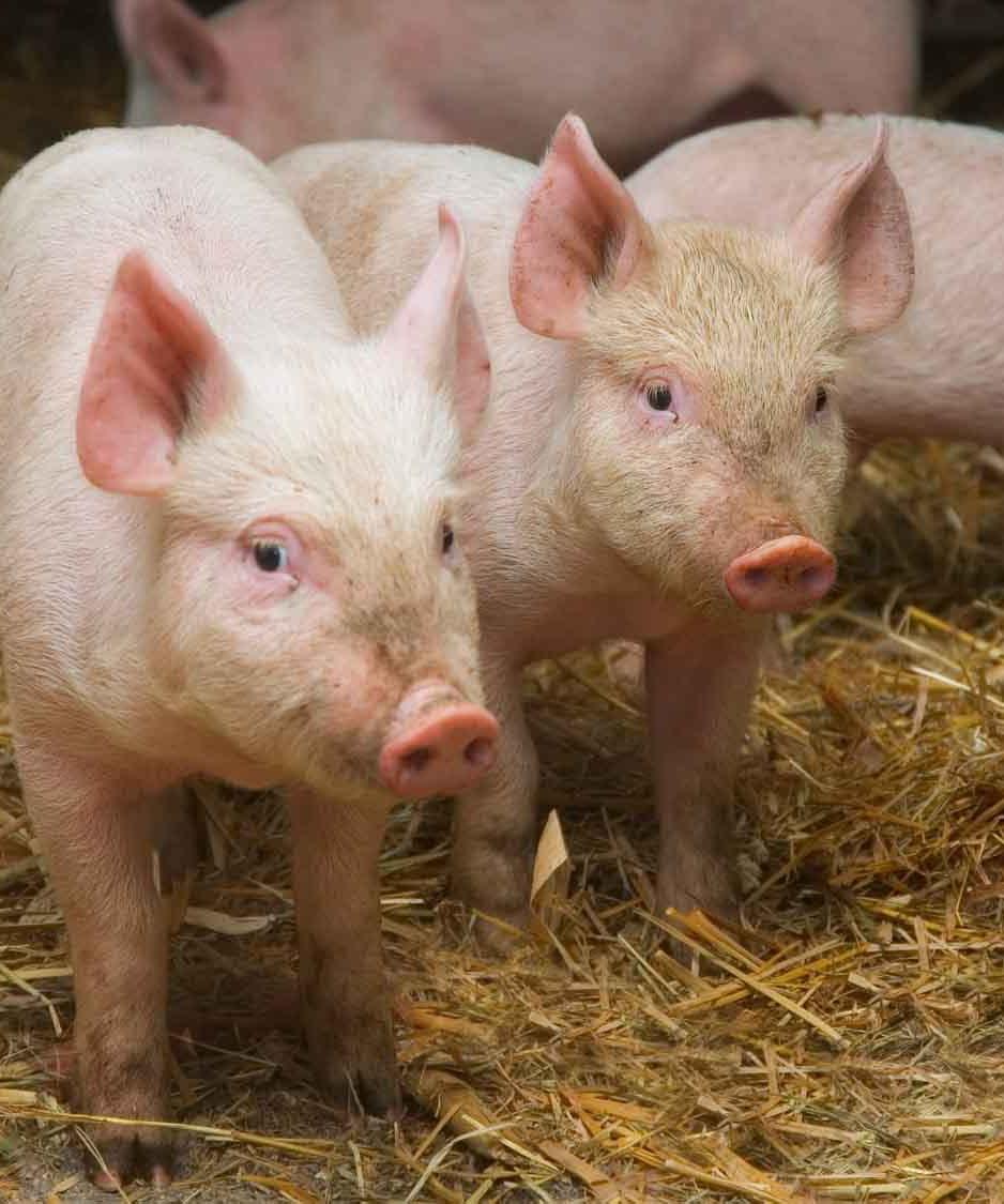 Onderzoeksvraag 1 Wat is een marktconforme prijs voor varkensrechten en