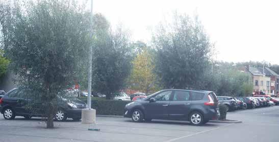 Stap voor stap gaan grotere winkelketens hun parkings ook visueel aantrekkelijker maken. Bomen zijn daar een belangrijk onderdeel van.