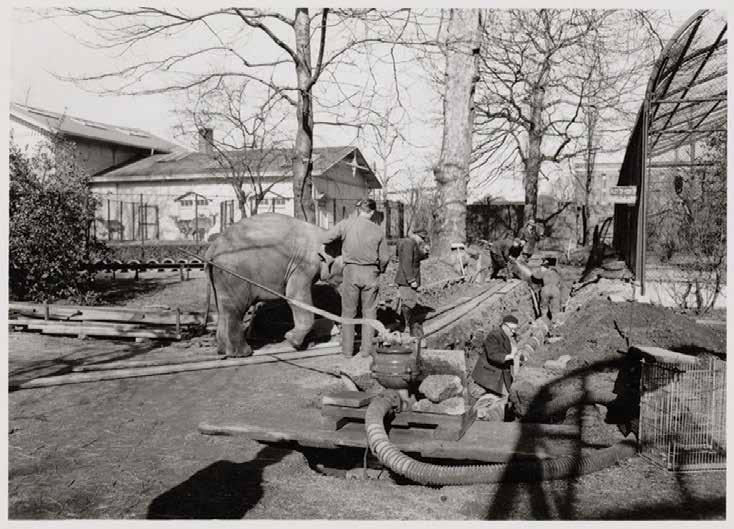 In de praktijk Foto: Beeldbank, Stadsarchief Amsterdam Aanleg van rioleringssysteem in Artis met behulp van een jonge olifant.