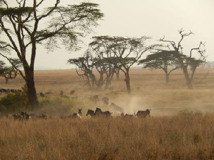 De Serengeti behoeft bijna geen introductie;