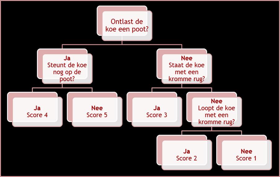 Pagina 3 Figuur 2: Stroomdiagram voor het toekennen van de mobiliteitsscore (Sprecher et al., 1997) betekenen. Scoor de dieren liefst als ze ongedwongen door de stal of de weide lopen.