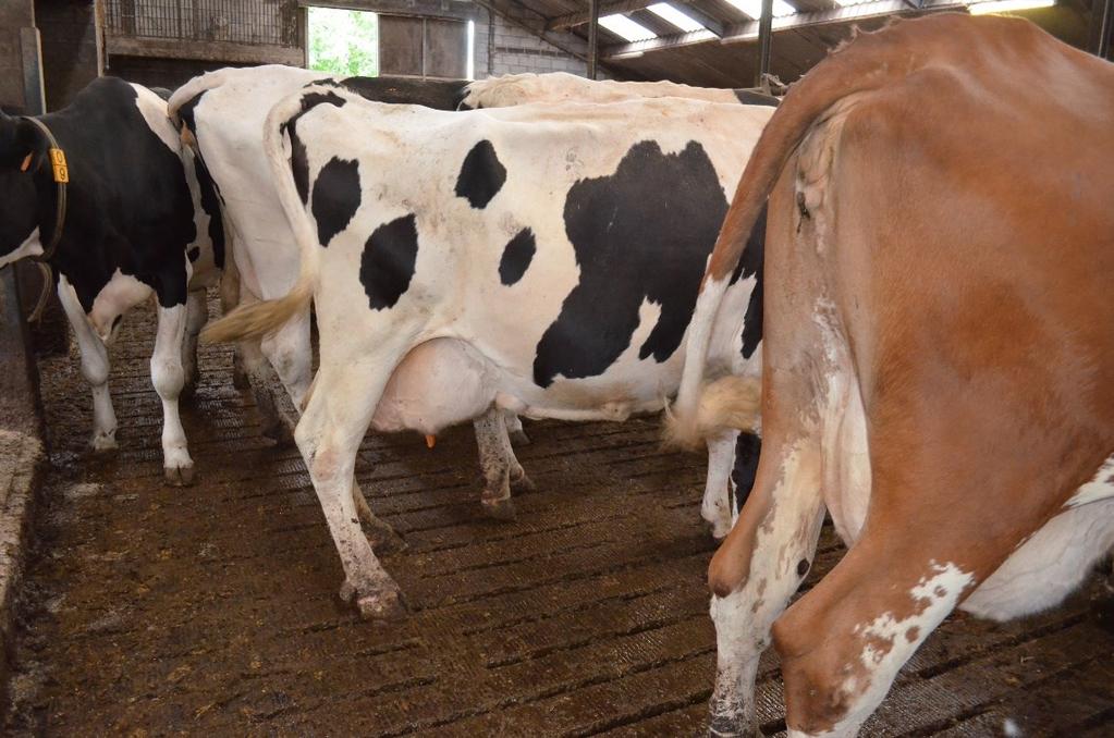 produceren. Koeien die bij stilstaan voortdurend hun gewicht van poot verplaatsen en niet stilstaan aan het voerhek, in de ligbox, in de melkstal,.