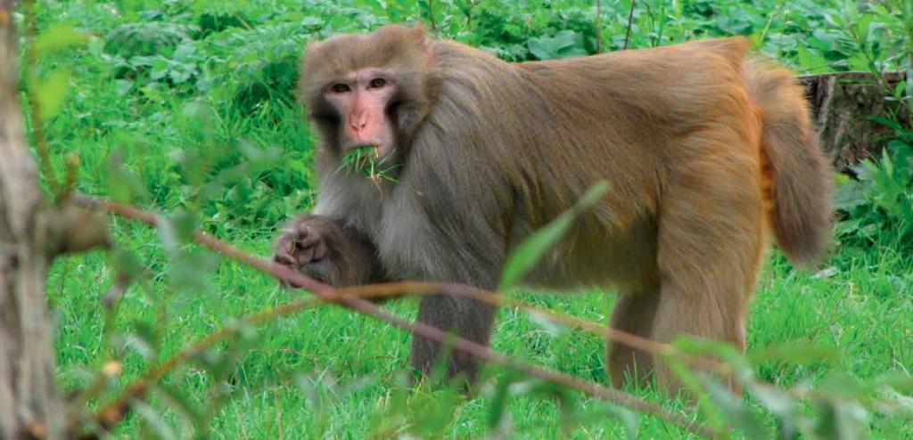 Proefdieren Adriaan Soms is het mogelijk om primaten in de onderzoekswereld met pensioen te laten gaan.