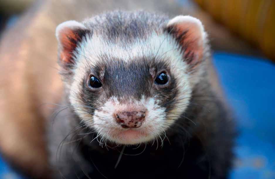 Invasieve uitheemse soorten Fret Deze dieren en planten horen