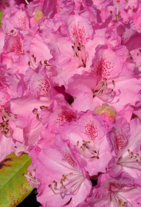 Rhododendron Muntjak Door met hen te concurreren, kunnen
