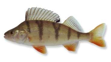 - Konijnenputten en Grote Gat- Bijlage III Profiel van de gevangen vissoorten BAARS (Perca fluviatilis) Leefomgeving De baars is een algemene vissoort die in vele stilstaande of langzaam stromende