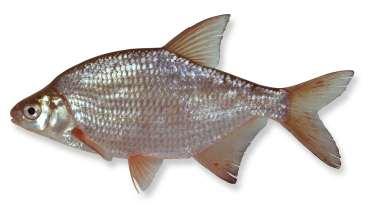 - Konijnenputten en Grote Gat- KOLBLEI (Abramis bjoerkna) Leefomgeving De kolblei is een algemene vissoort van stilstaand en langzaam stromend, zoet en brak water.