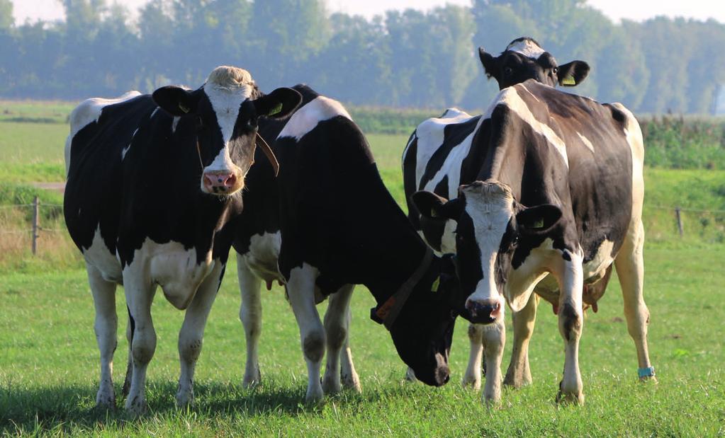 SATURNUS Saturnus, dé zij-aan-zij binnenmelker die de voordelen van een buitenmelker integreert! Doordat er zij-aan-zij gemolken wordt is de diameter van de stal klein.