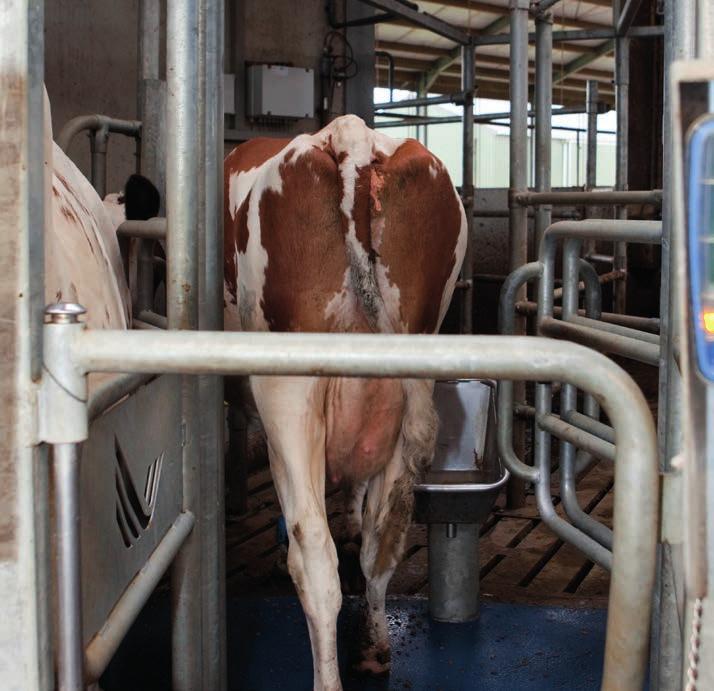 Zekerheid: koeien gaan daadwerkelijk de stal uit als zij gemolken zijn.