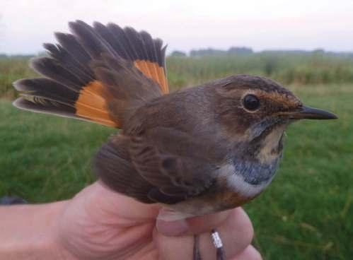 Vermeldenswaardig is de vangst van in totaal 11 Kleine Strandlopers met de inloopkooien. We moeten teruggaan tot 1991 voor de laatste vangst van deze soort.