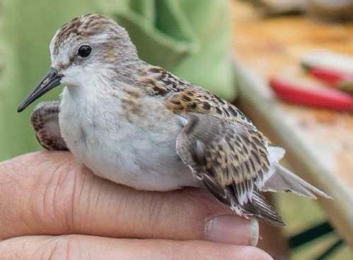 Kleine strandloper (Foto Jesse Riemens) Resultaten Vlieland Er werden 343 vogels geringd (in 2012; 290), verdeeld over 26 (in 2012; 29) soorten.