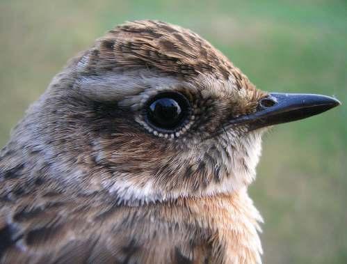 behaald. Nachtvangsten Ook in 2013 hebben we weer diverse avonden en nachten geprobeerd rallen en leeuweriken te vangen.