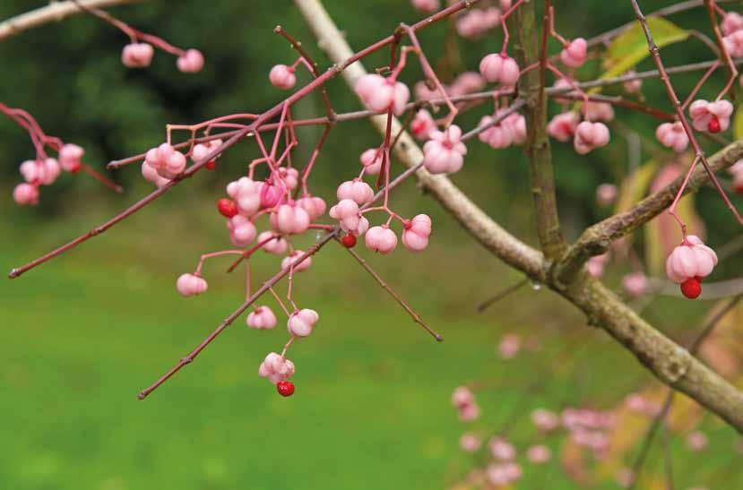 Euonymus bungeanus 'Dart's Pride' als E. americanus, maar de echte E. americanus is een geheel andere plant. Het is een vrij losse struik, tot zo n 3 m hoog, met opvallend groene twijgen.