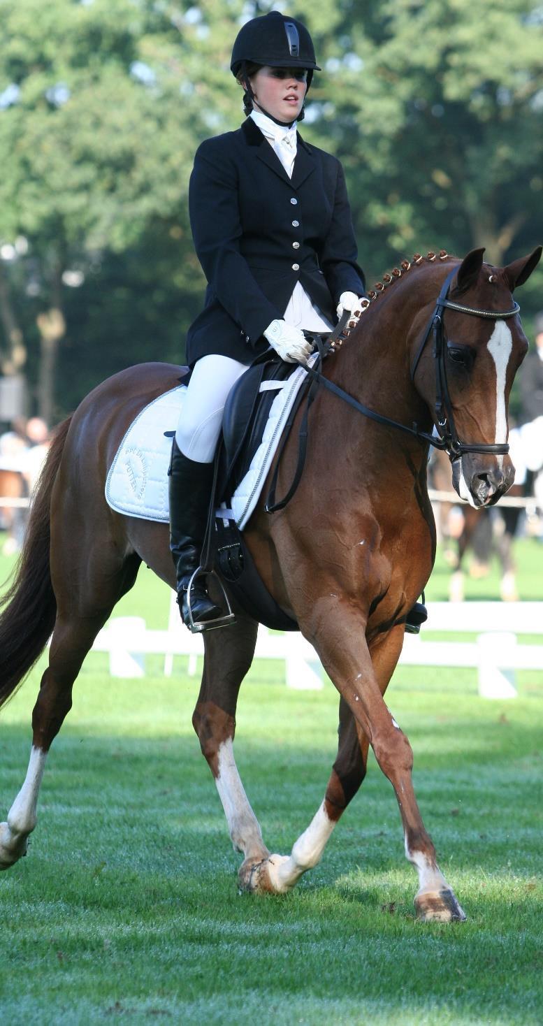 Servicegerichte organisatie KNHS Concoursprogramma Wedstrijdprogramma Concours 3.