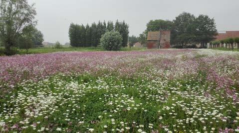 GROENE STRUCTUUR Extensief