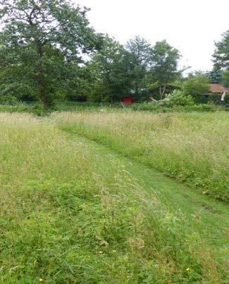 EXTENSIEF BEHEER: Toepassing van gevarieerd maaibeleid als basis voor biodiversiteit