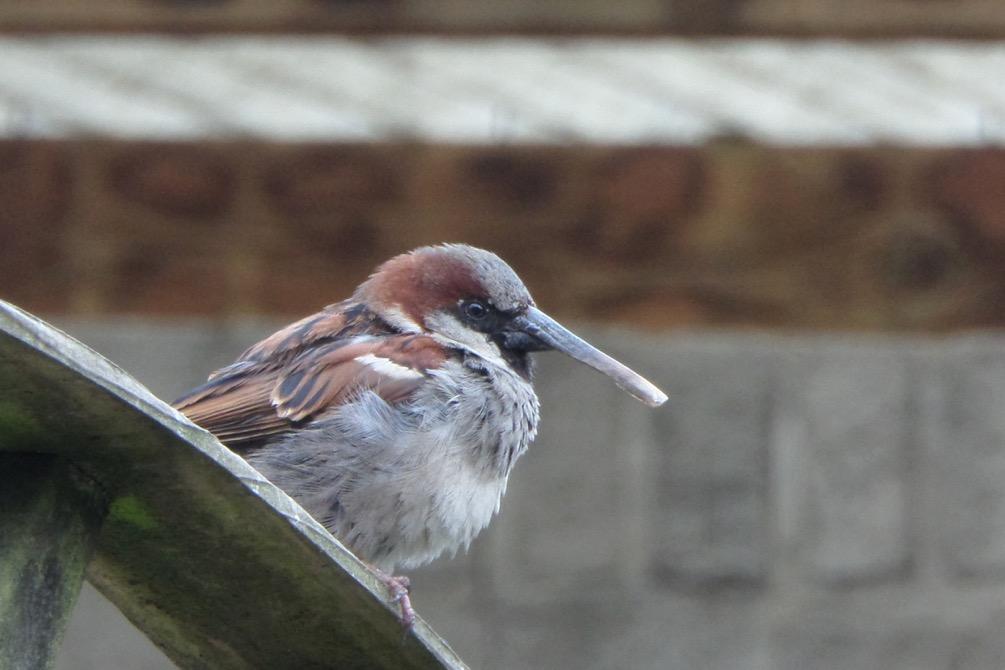 Pinokkiomus In de wijk Liendert in Amersfoort scharrelde in het voorjaar een bijzondere huismusman rond, met een extreem lange bovensnavel. Dit komt maar zelden voor.