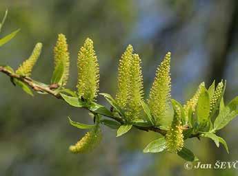 Salix triandra,