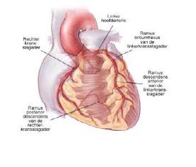 door het hart en longen stroomt. Het bloed keert vanuit het lichaam en de longen terug naar het hart. Zuurstofarm bloed stroomt vanuit het lichaam de rechterboezem binnen.