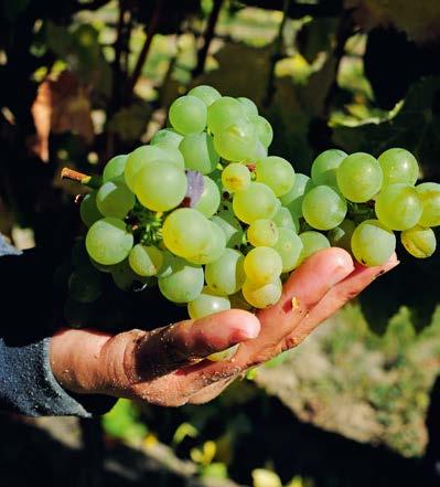 HISTORY KARAKTERISTIEKEN & FEATURES 95 Nieuw-Zeelandse wijnen Nieuw-Zeeland, waar de wijnbouw een relatief nieuw verschijnsel is, produceert tegenwoordig kwaliteitswijnen die over de hele wereld