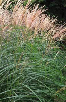 Pennisetum alopecuroides Hameln 