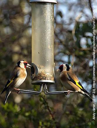 Vroeg begonnen is half gewonnen Vanaf de herfst, wanneer het flink kouder wordt, de bessen op geraken en insecten in de grond kruipen, beginnen tuinvogels aan de verkenning van hun ideale