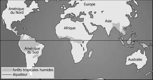 REGENWOUD Het regenwoud wordt bedreigd door illegale houtkap. Het Amazone regenwoud in Zuid Amerika is het grootste regenwoud dat nog bestaat.