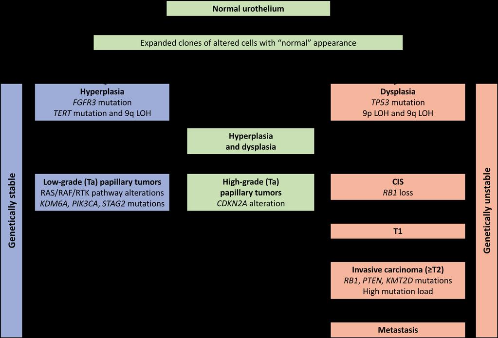 The evolution of bladder cancer genomics: What have we learned and how