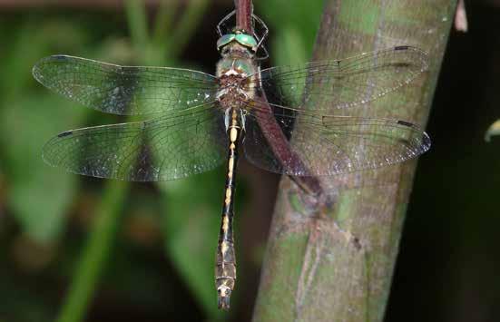 3.3.1 Verdwenen soorten Bronslibel (Oxygastra curtisii) Rode Lijst 2011: Verdwenen uit Nederland Rode Lijst 1997: Verdwenen uit Nederland IUCN Nederland 2011: Regionally Extinct IUCN Europa 2010: