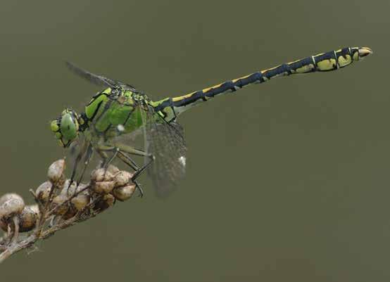 Figuur 26. Gaffellibel (Ophiogomphus cecillia) 03-07-2009. Paarlo (Limburg NL). Male Ophiogomphus cecillia (Foto: Frank Neijts).